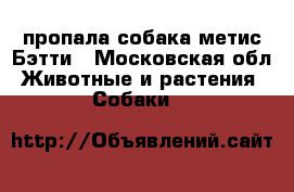 пропала собака метис Бэтти - Московская обл. Животные и растения » Собаки   